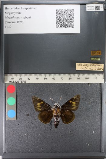 Media type: image;   Entomology 135700